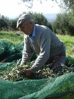  Ioannis Drinis, 2009 in Unesco ICH website
